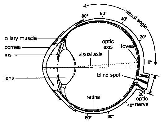 humaneye.gif (7557 bytes)