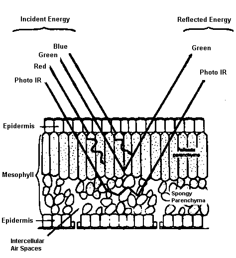 leafsection.gif (11073 bytes)